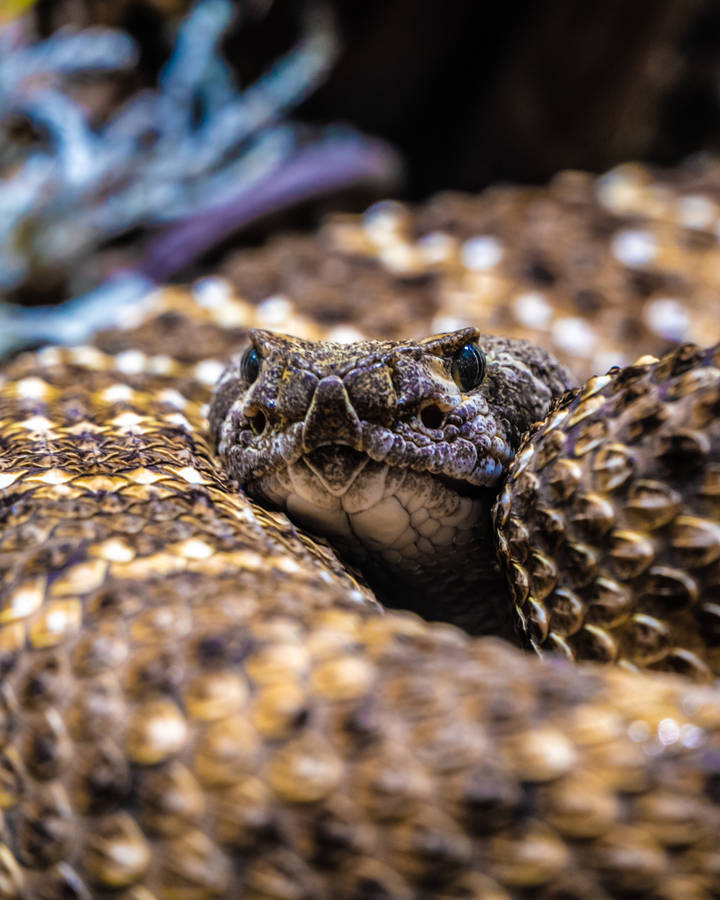 Gopher Snake Resting On A Coil Wallpaper