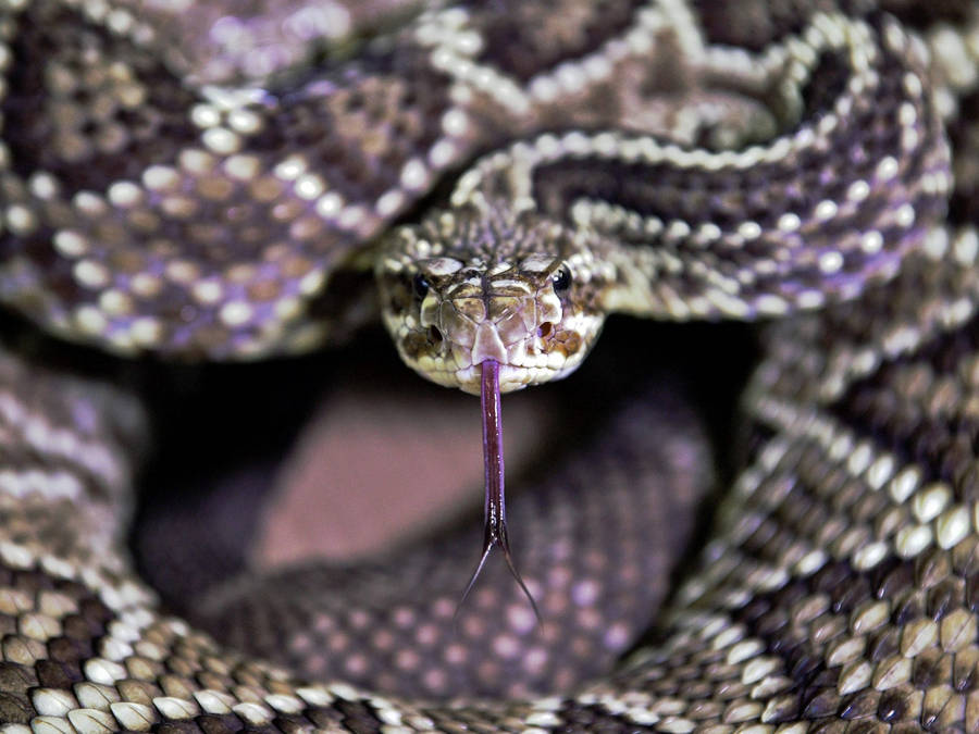 Gopher Snake With Diamond-shaped Pattern Wallpaper