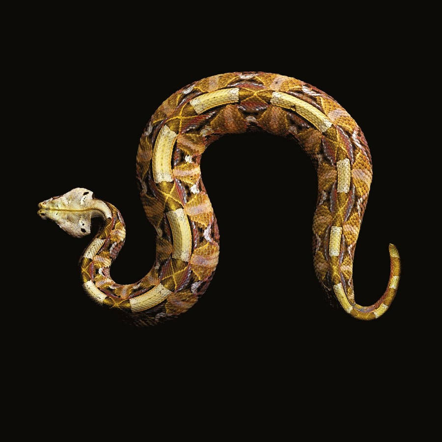 Gorgeous Gaboon Viper Top View Illustration Wallpaper