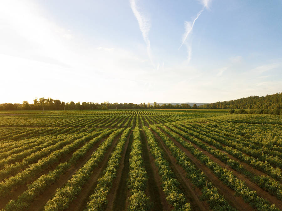 Gorgeous Vineyard Farm Next To Woodland Wallpaper