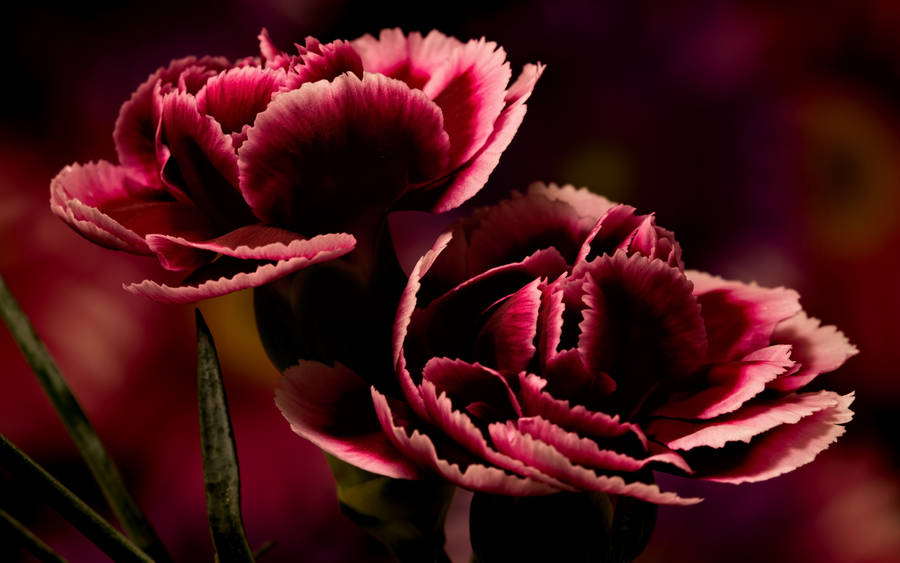 Graceful Burgundy Carnations Wallpaper