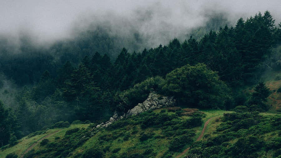 Graceful Green Aesthetic Desktop Wallpaper Wallpaper