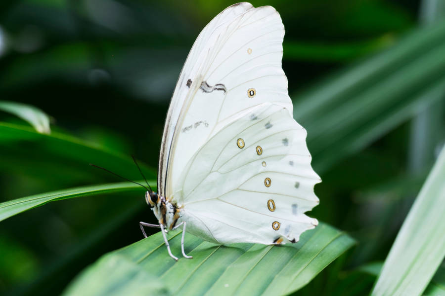 Graceful Rainbow Butterfly Wallpaper