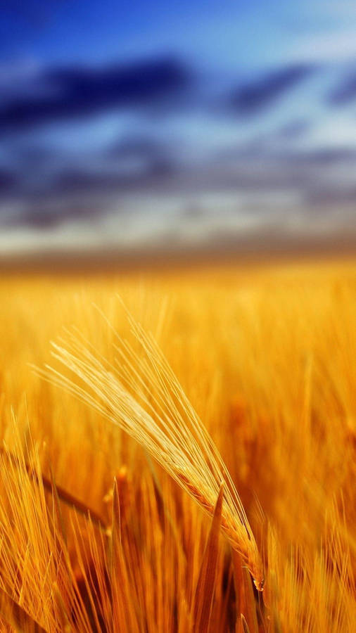 Grain Field New Phone Wallpaper