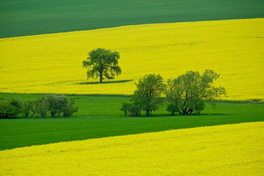 Grain Fields Czech Republic Wallpaper