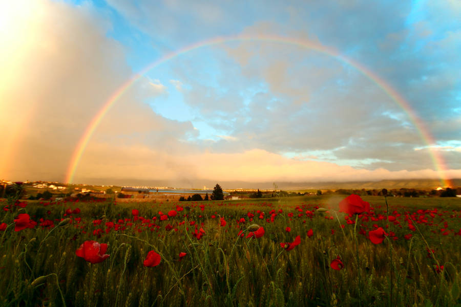 Granada Poppy Field Wallpaper