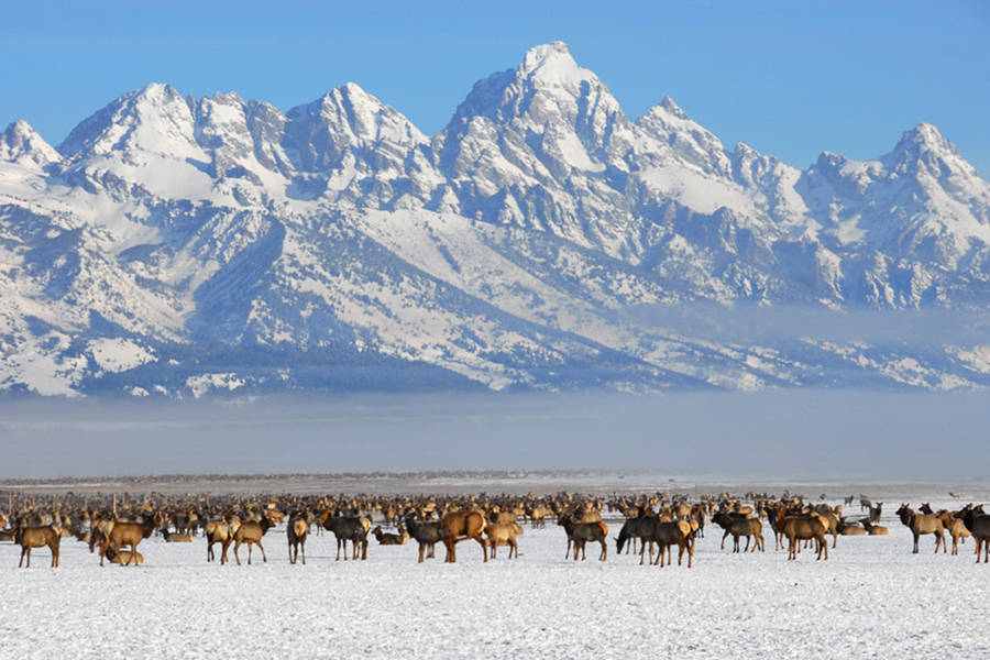 Grand Teton National Park Bison Bellows Wallpaper