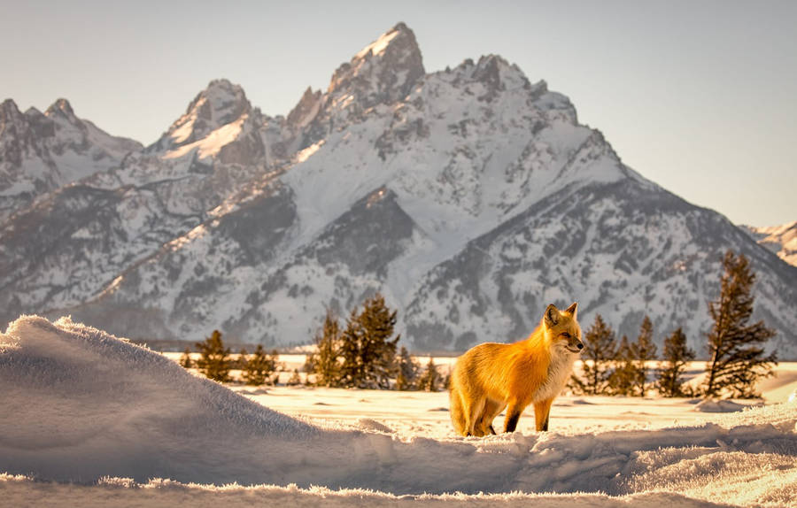 Grand Teton National Park Fox Wallpaper