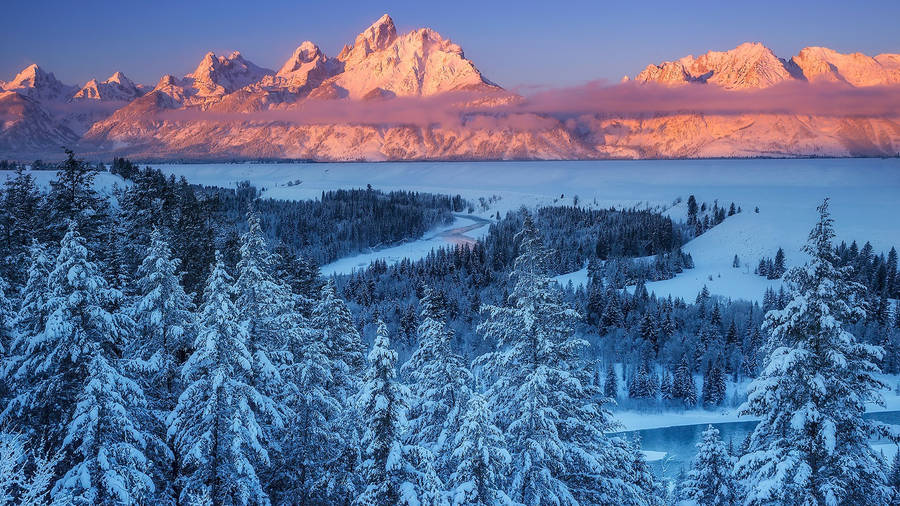 Grand Teton National Park Pine Trees Wallpaper