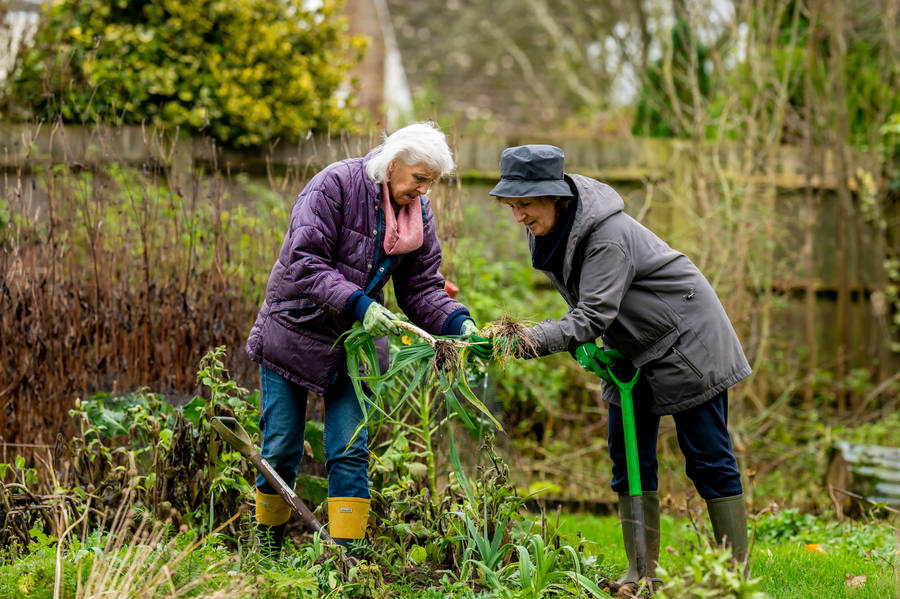 Grandmothers Working In The Garden Wallpaper