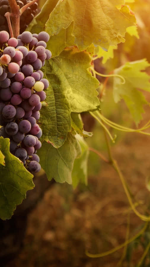 Grapes On The Vine In The Vineyard Wallpaper