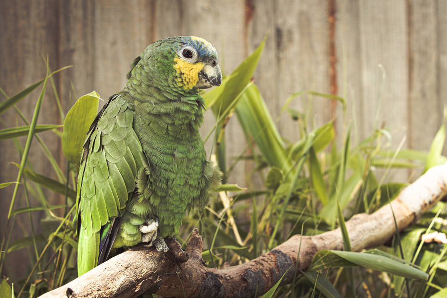 Grass Green Parrot Hd Wallpaper