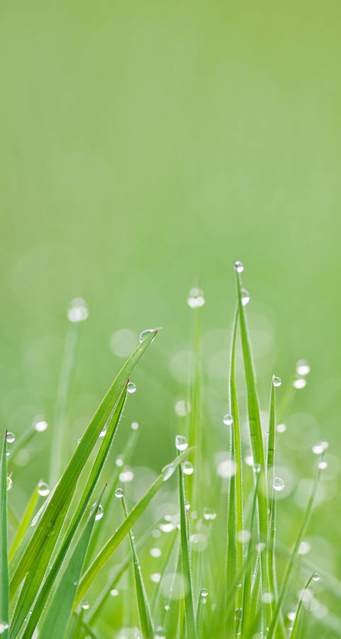 Grass Iphone Whatsapp Wallpaper