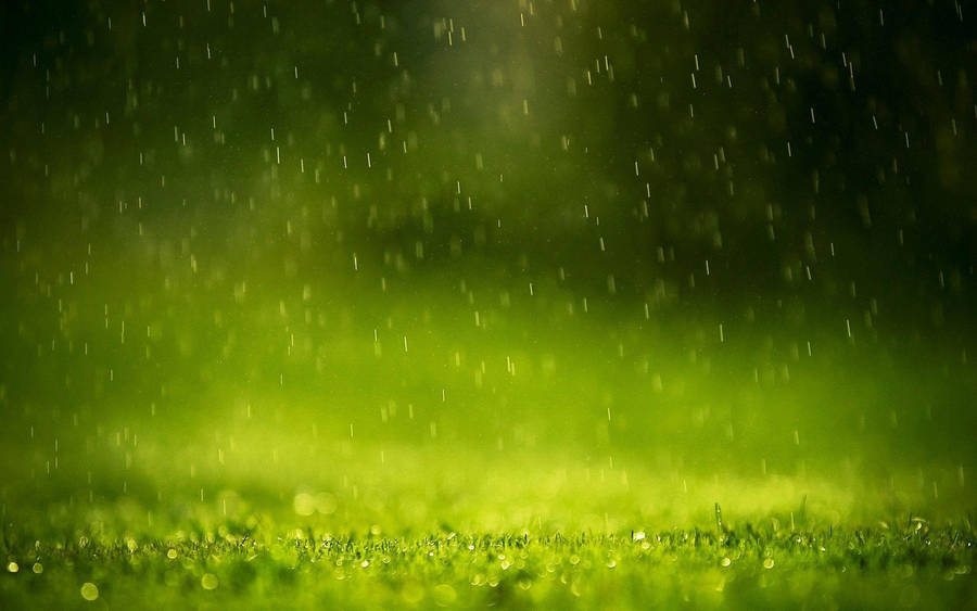 Grass Most Beautiful Rain Wallpaper