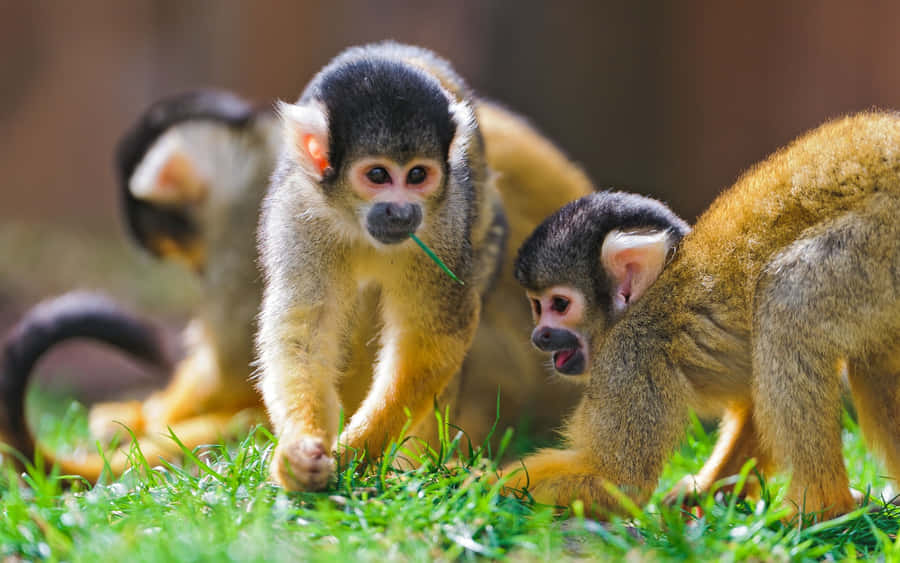 Grass Playing Cute Monkey Photo Wallpaper