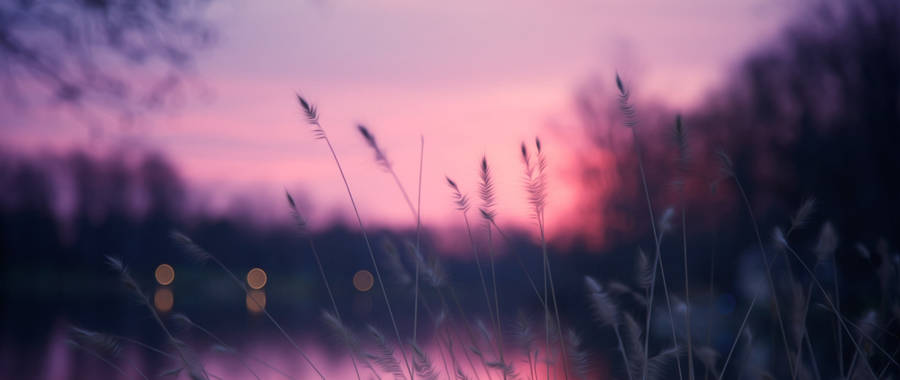 Grass Under Sunset Sky Pinterest Laptop Wallpaper