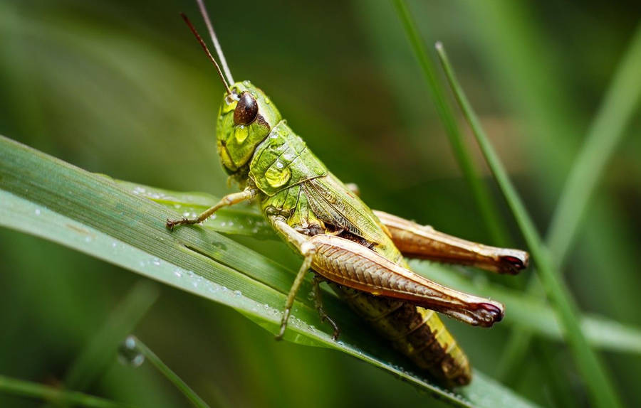 Grasshopper Rain Drops Wallpaper