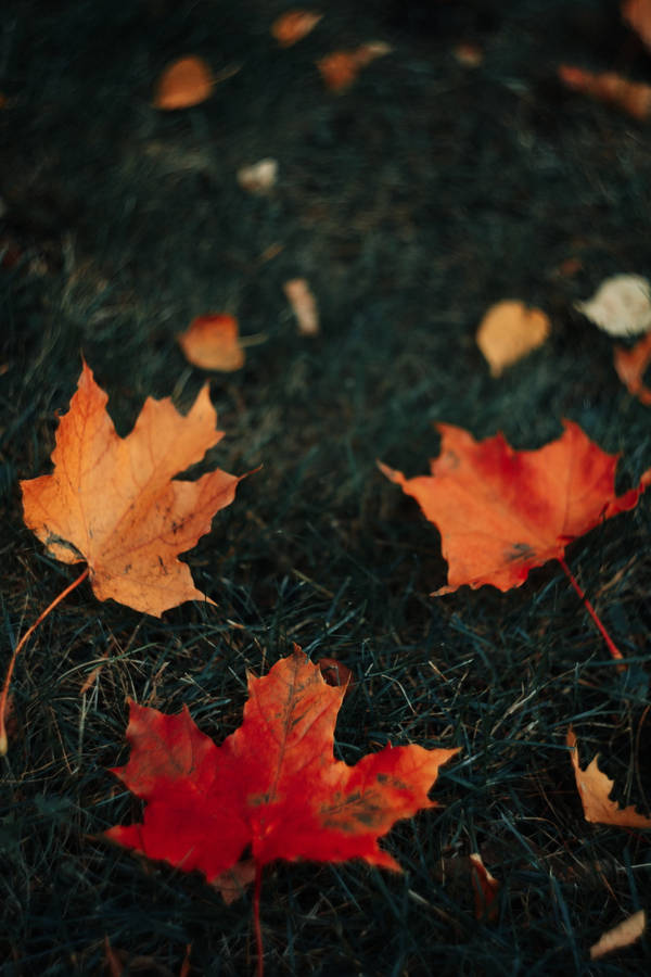 Grassy Ground With Maples Leaves Wallpaper