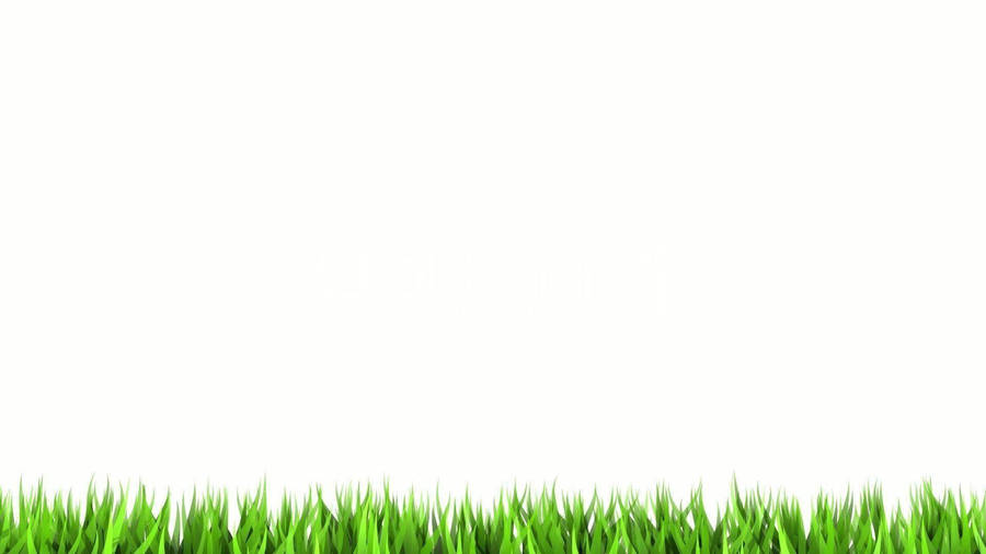 Grassy White Color Wallpaper