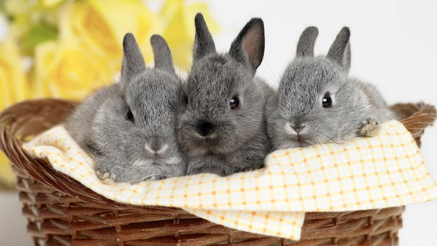 Gray Bunnies In Woven Basket Wallpaper