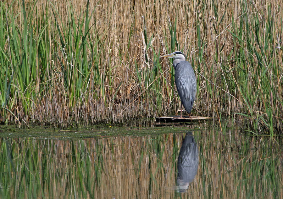 Gray Heron Everglades National Park Wallpaper