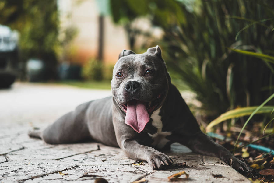 Gray Pitbull Near Plants Wallpaper