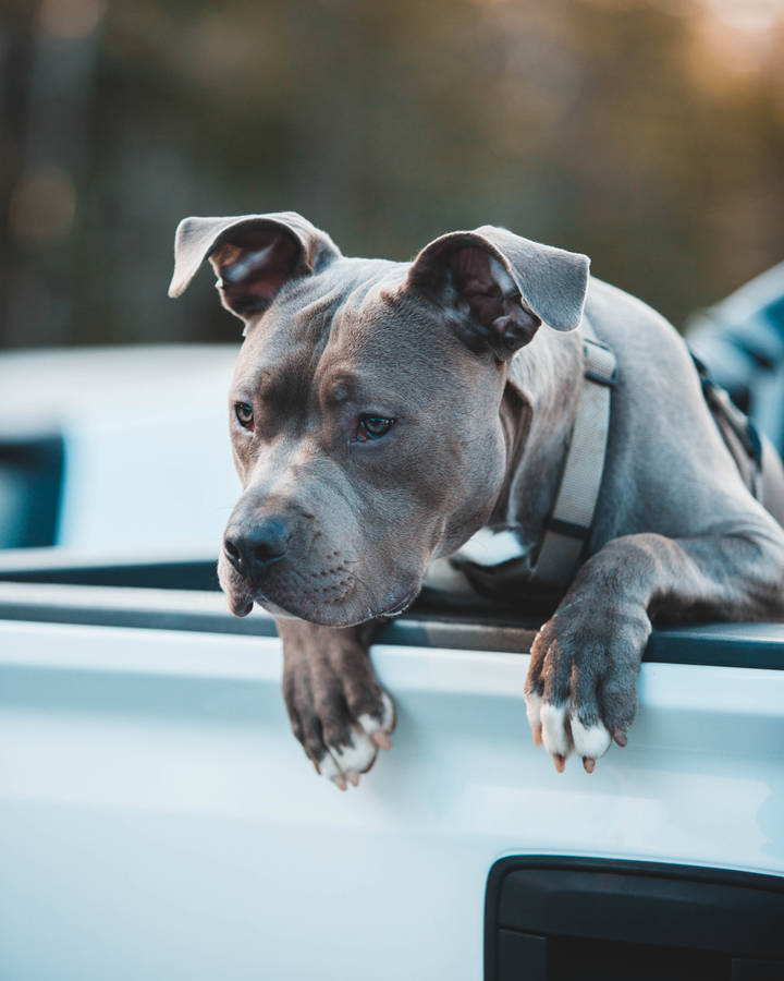 Gray Pitbull With Fluffy Ears Wallpaper