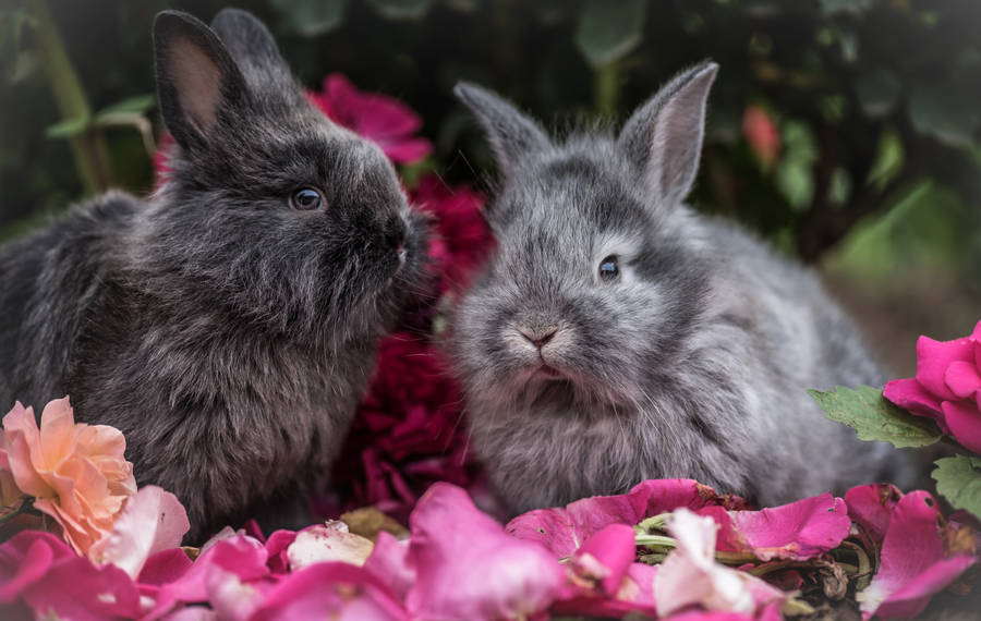 Gray Rabbits On Flower Petals Wallpaper