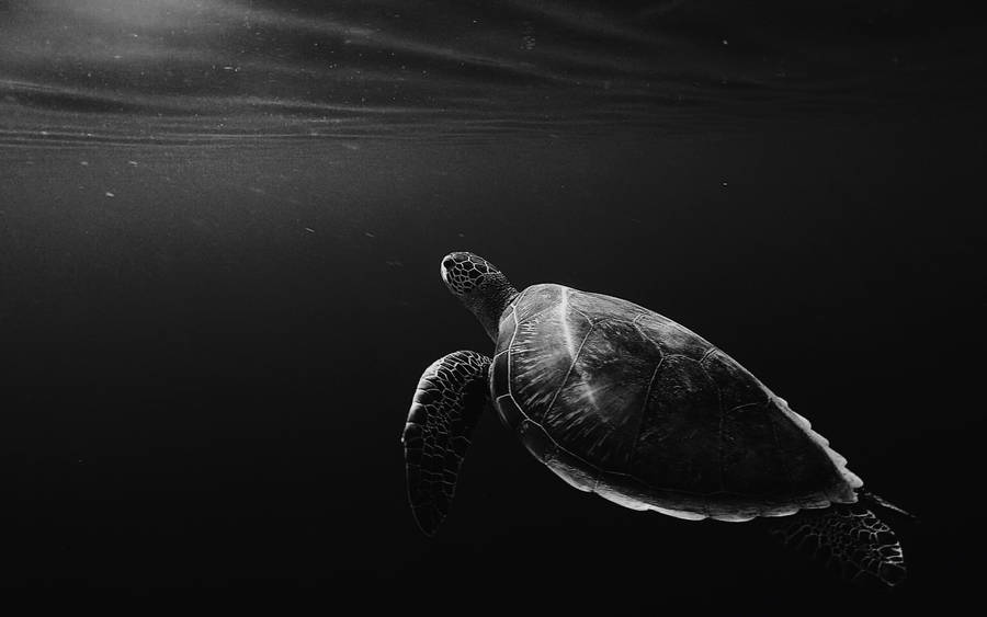 Grayscale Cool Turtle Under The Ocean Wallpaper