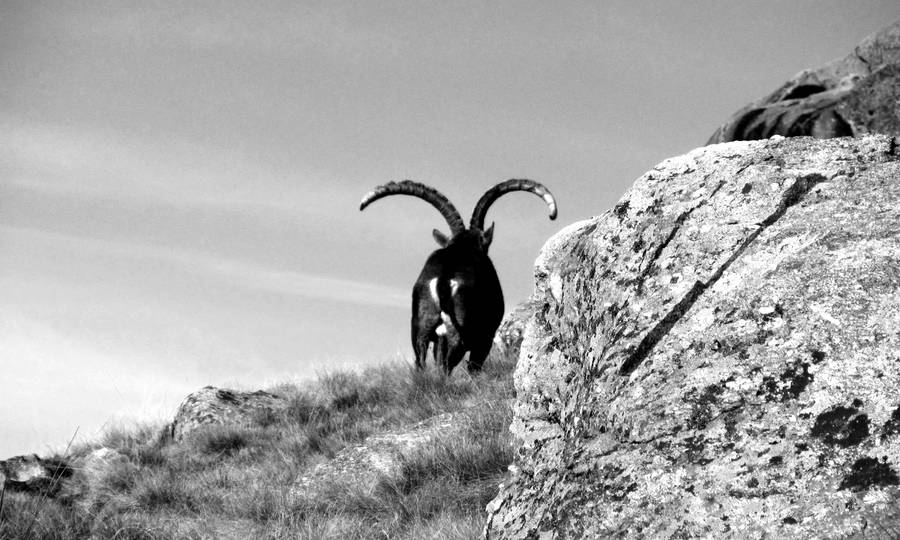 Grayscale Long-horned Goat Wallpaper