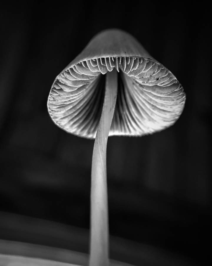 Grayscale Mushroom Aesthetic Wallpaper