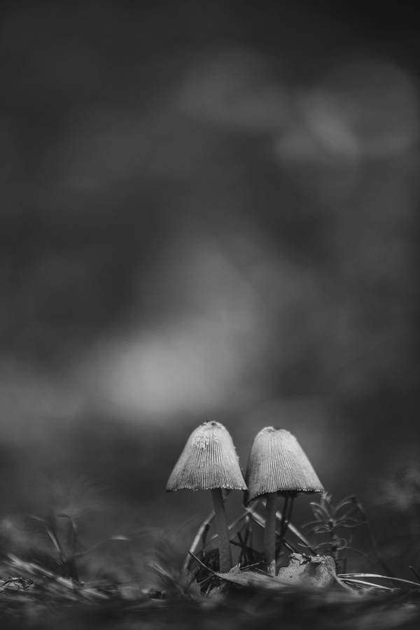 Grayscale Mushroom Aesthetic Wallpaper