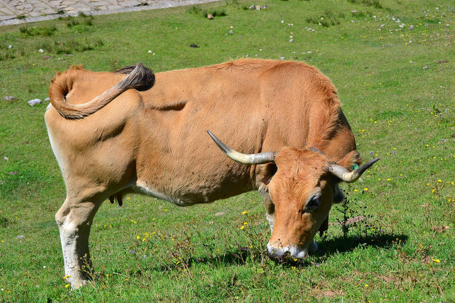 Grazing Aubrac Ox Wallpaper