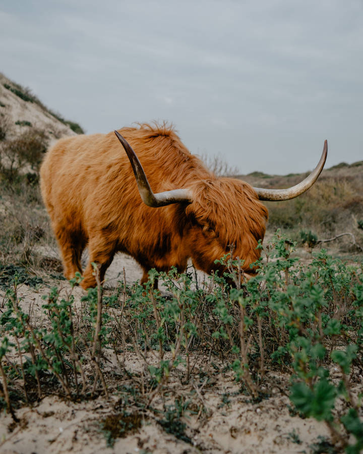 Grazing Highland Ox Wallpaper