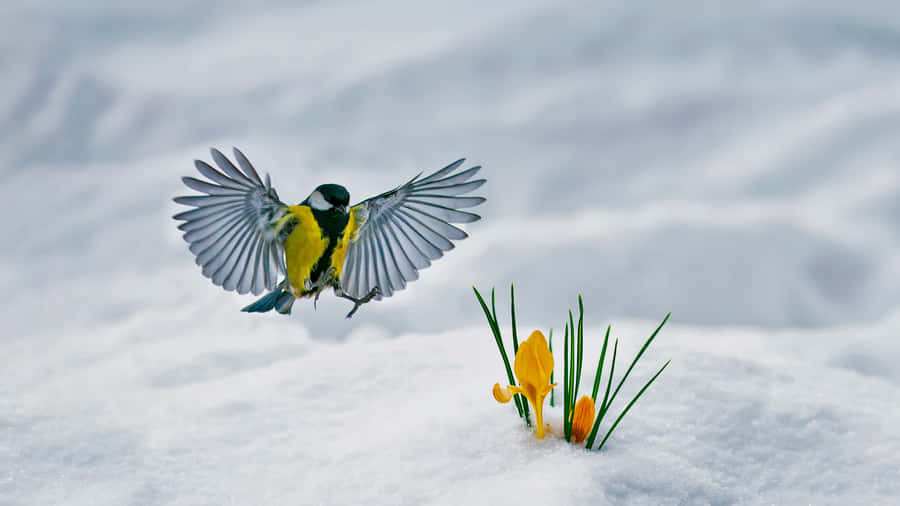 Great Tit In Flight Over Snowy Crocuses Wallpaper