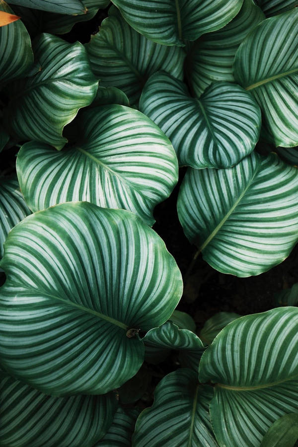 Green Anthurium Plant Wallpaper