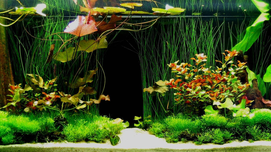 Green Aquarium Plants Wallpaper