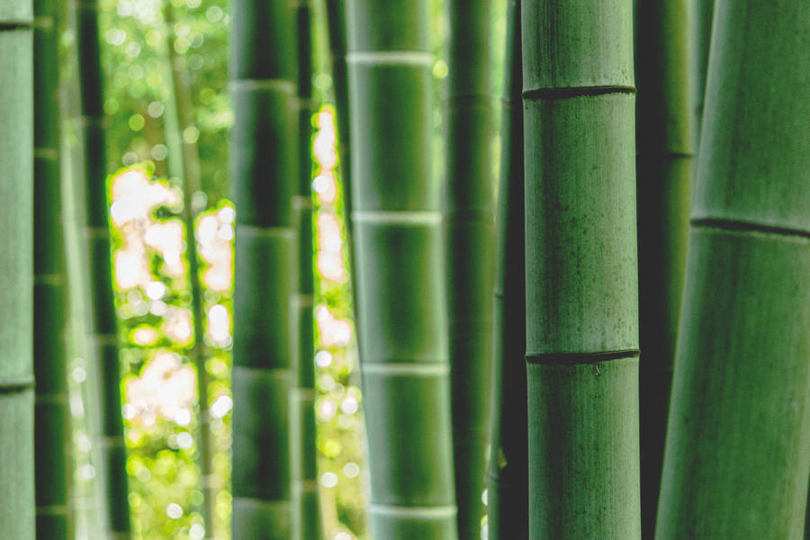 Green Bamboo Daytime Wallpaper