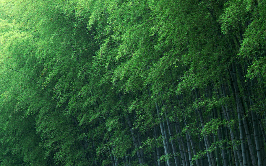Green Bamboo Plants Wallpaper