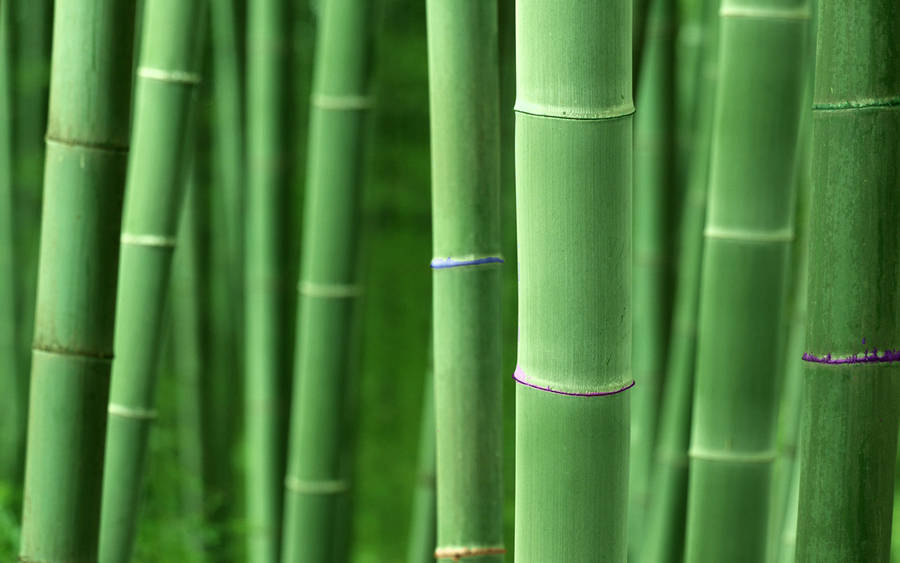 Green Bamboo Poles Wallpaper