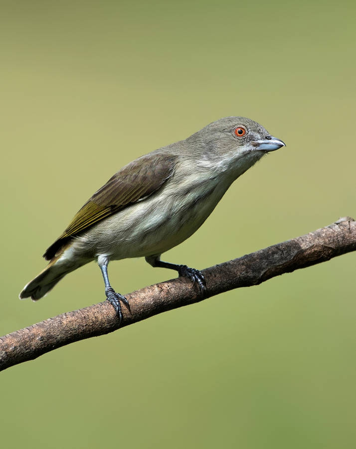 Green Birds In Nature Wallpaper