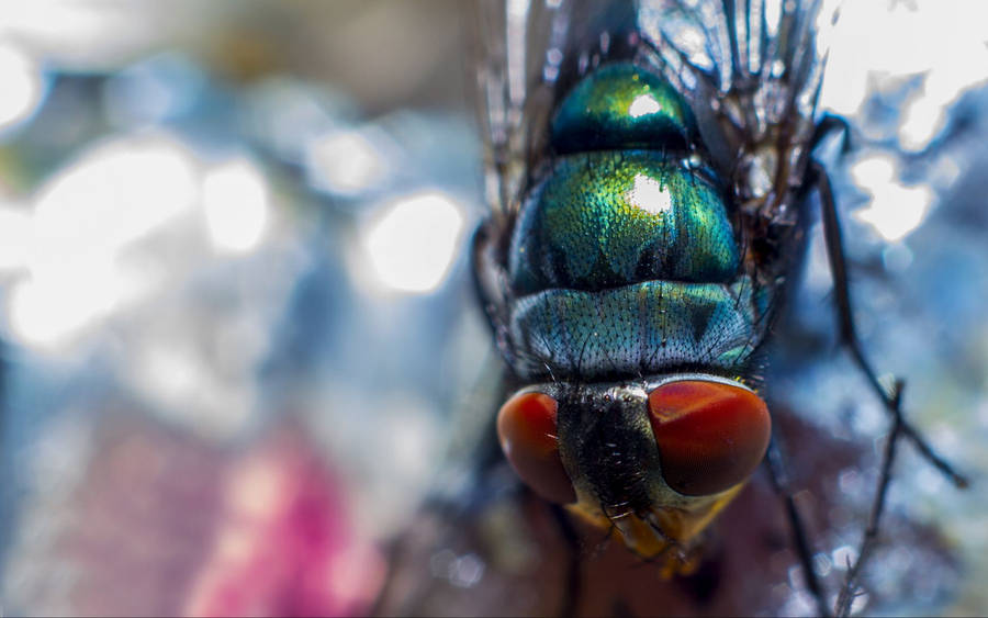 Green Blow Fly Wallpaper