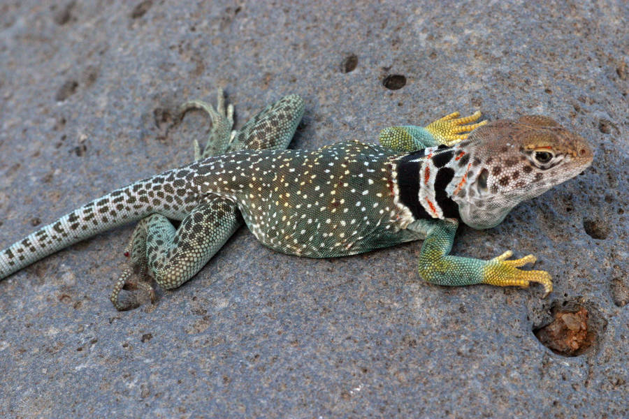 Green Brown Collared Lizard Wallpaper