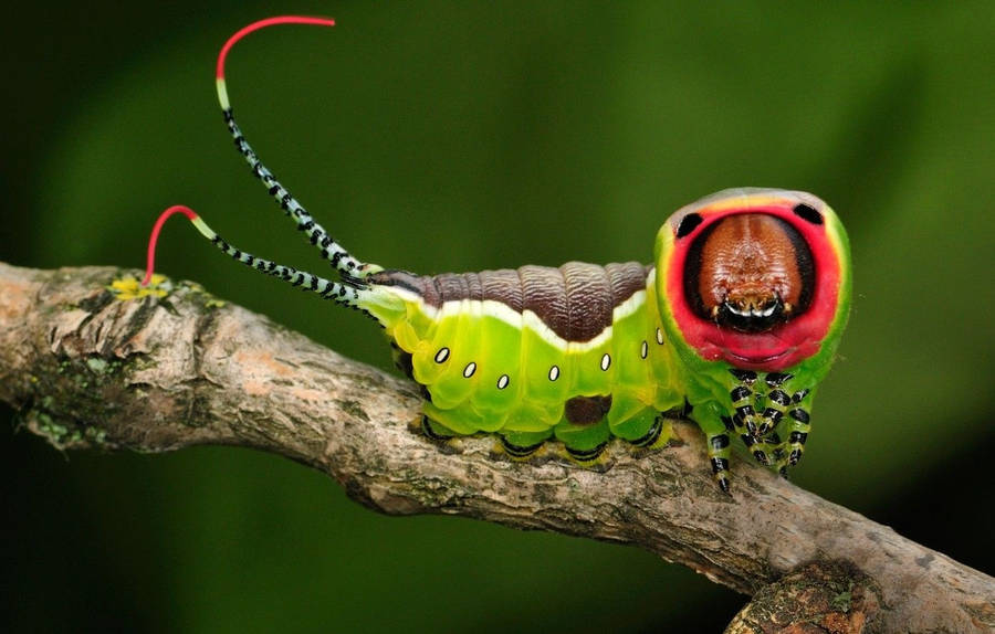 Green Caterpillar With Black Leg Pattern Wallpaper