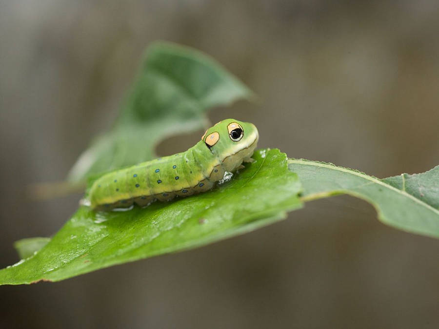 Green Caterpillar With Dots Wallpaper