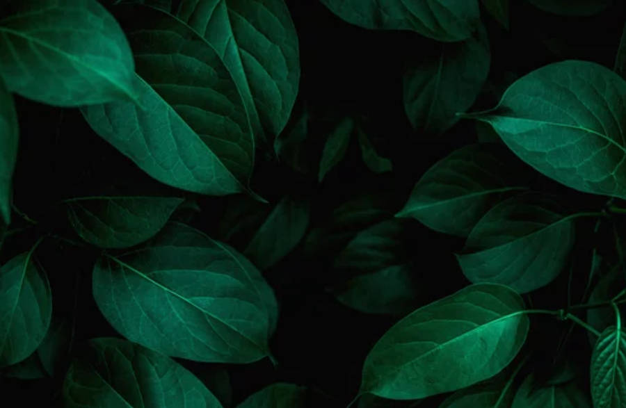 Green Dark Color Leaves Wallpaper