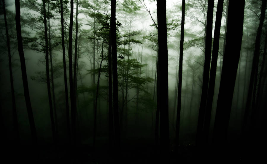 Green Dark Forest Mist Wallpaper