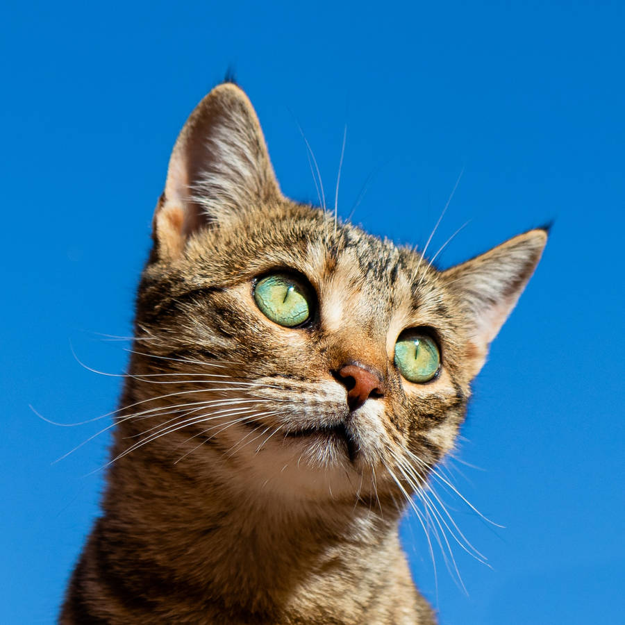 Green Eyes Tabby Cat Pfp Wallpaper