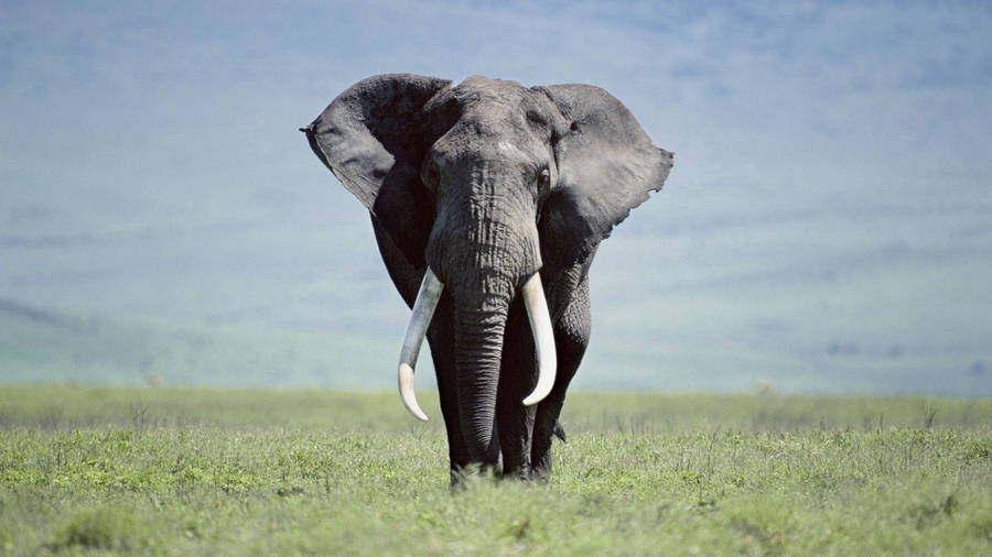 Green Field Large Elephant Wallpaper