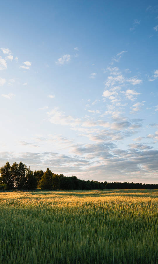 Green Field Wheat Farm Next To Woodland Wallpaper